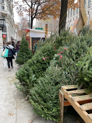 Christmas Trees in NYC